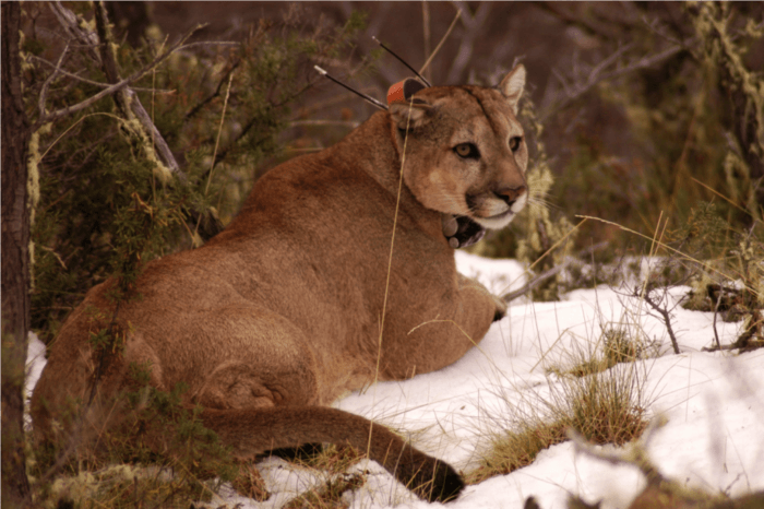 Puma concolor concolor