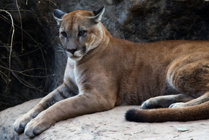 Puma concolor costaricensis