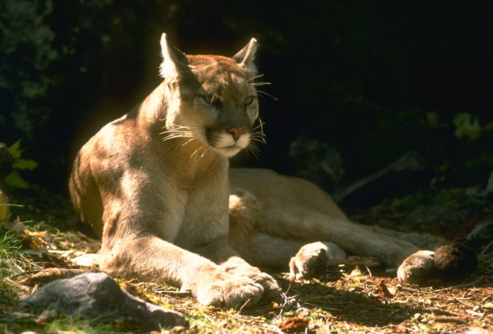 Puma concolor couguar