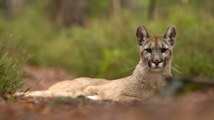 Puma concolor puma