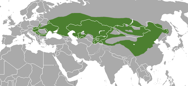 Распространение амурского степного хоря