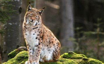 Рысь обыкновенная