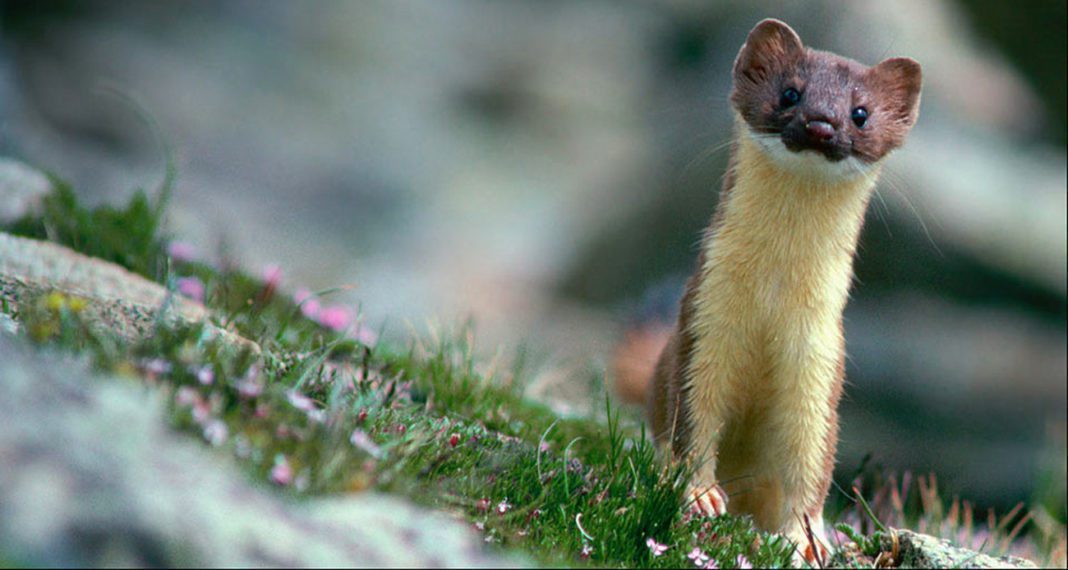 Забайкальский солонгой