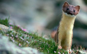 Забайкальский солонгой