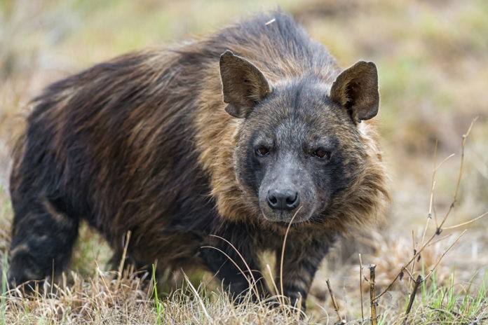 Hyaena brunnea фото