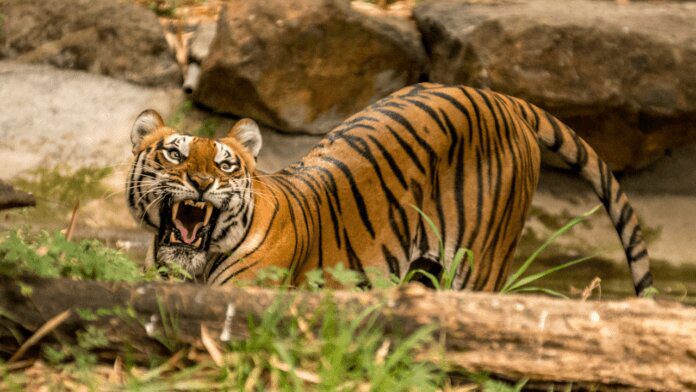 Бенгальский тигр (Panthera tigris tigris) Бенгальский тигр