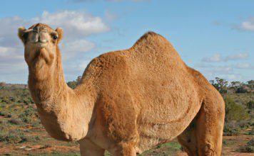 Верблюд одногорбый