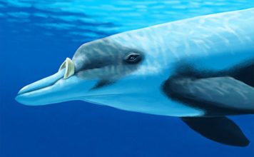 Командорский ремнезуб