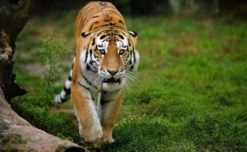 Тигр амурский