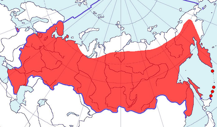 ласточки жизнь птиц 