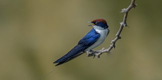 Ласточка ласточка птица описание фото