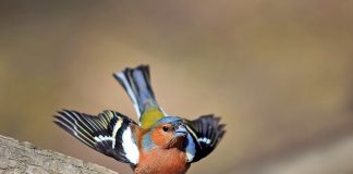 Зяблик виды зябликов