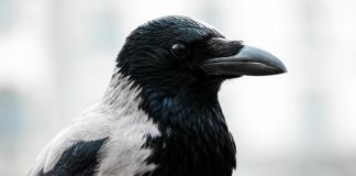 Ворона ворона