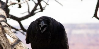 Ворон ворон сидит на ветке