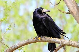 Грач Без названия