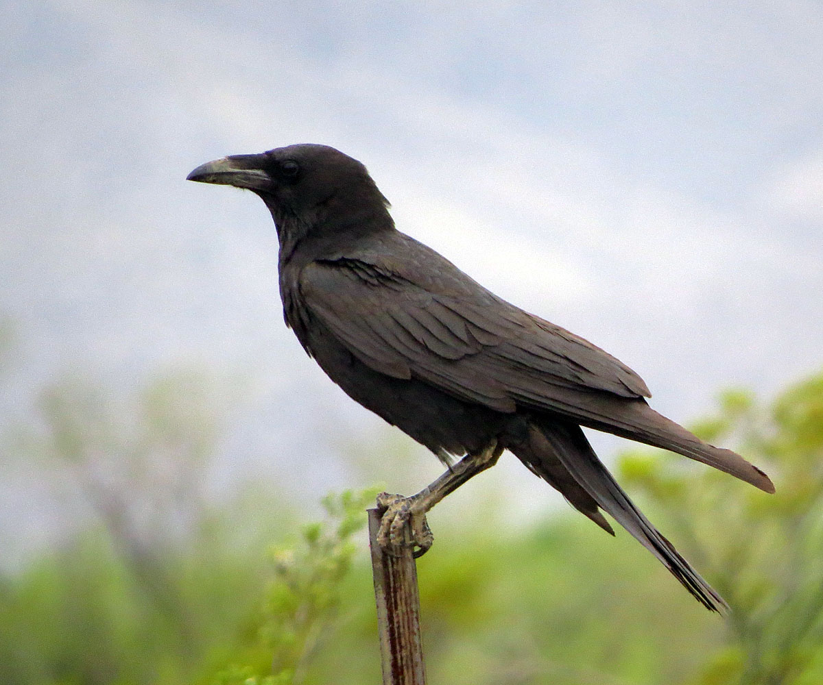 crow