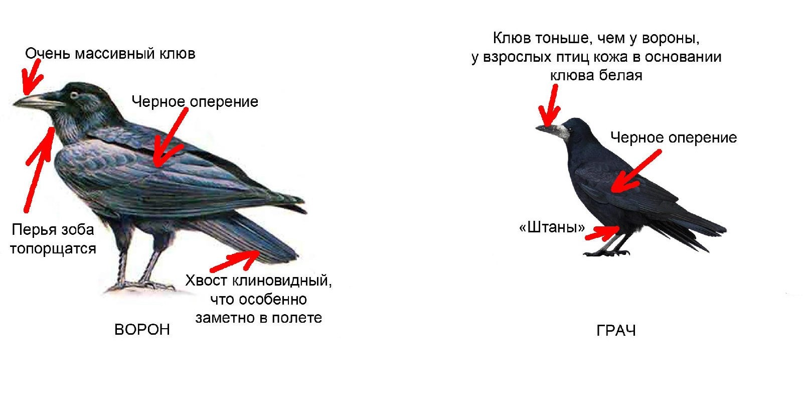 грач и ворон