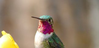 Колибри колибри