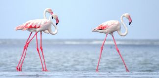 Фламинго Птица Фламинго