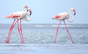 Фламинго