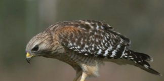 Соколы Птица сокол