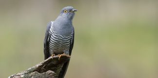 Кукушка кукушка