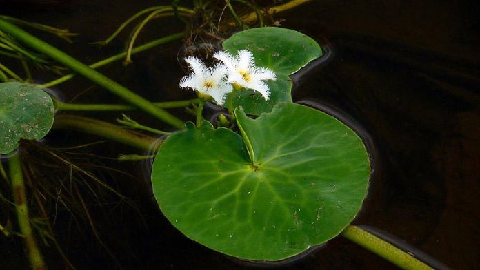 Nymphoides indica