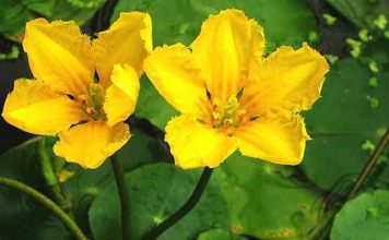 Болотноцветник щитолистный