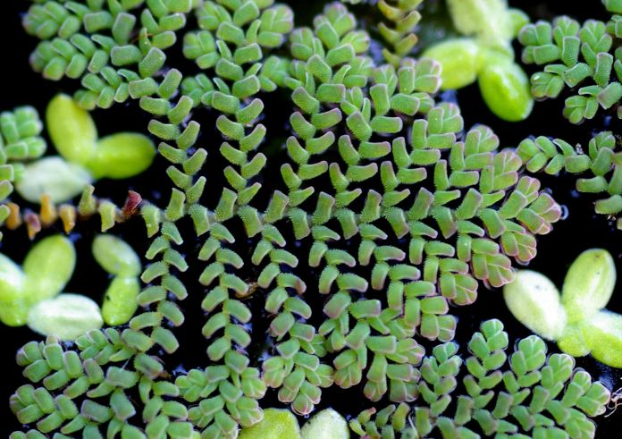 Azolla pinnata