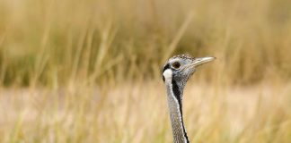 Дрофа дрофа птица где