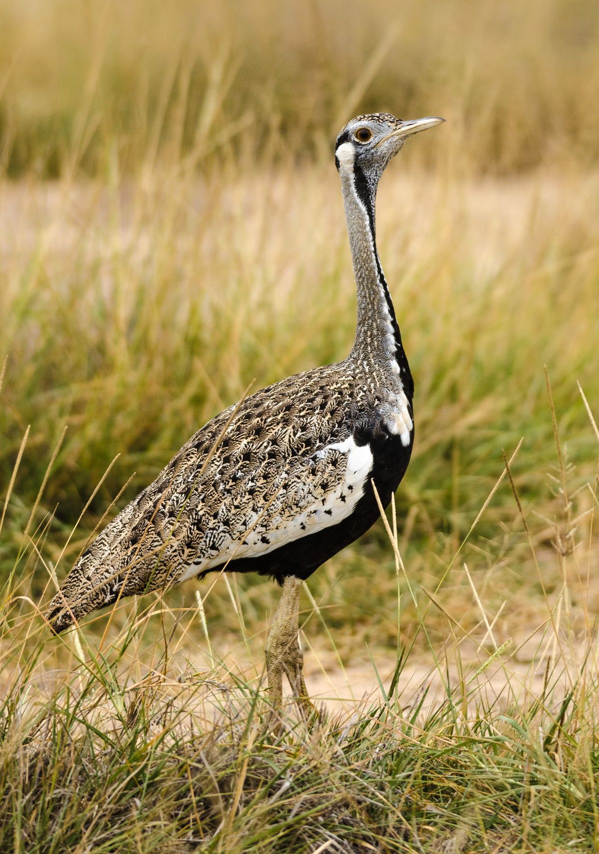 Дрофа дрофа птица где