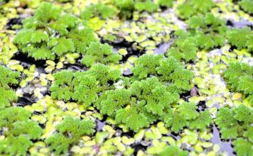 Азолла каролинская