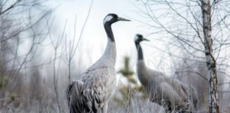 Журавль Птица журавль