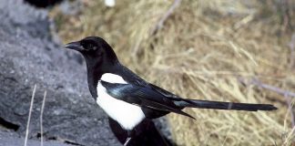 Сорока Птица сорока