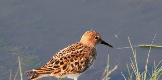 Кулик птичка кулик фото