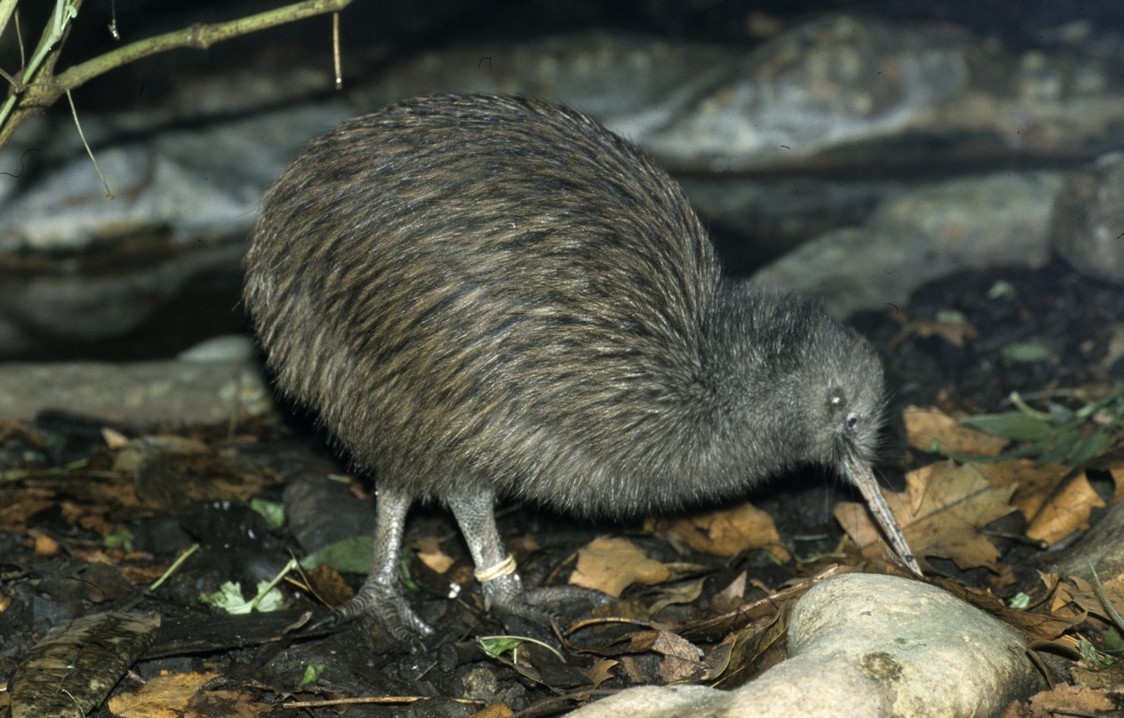 Apteryx mantelli