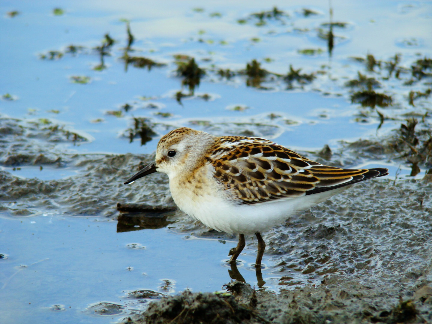 Calidris