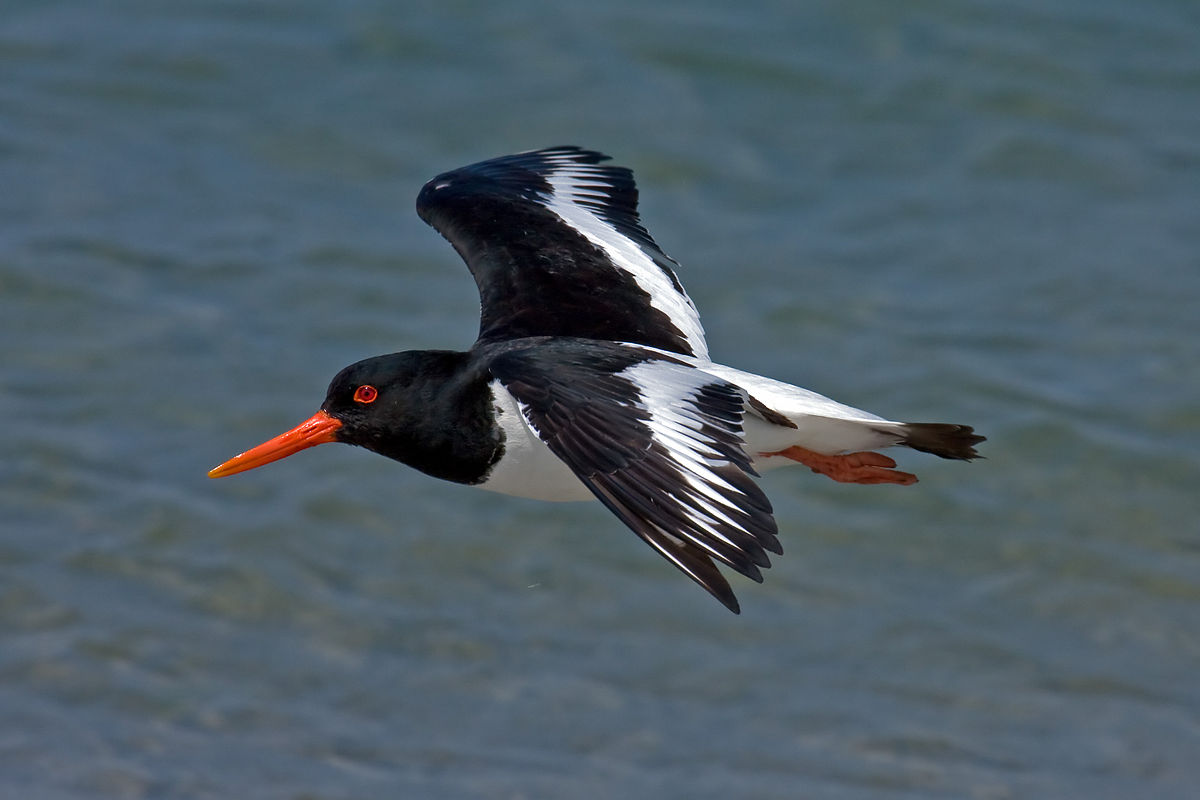 Haematopus ostralegus