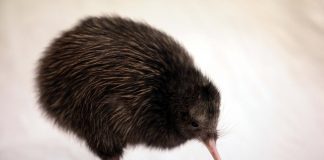 Киви птица киви фото