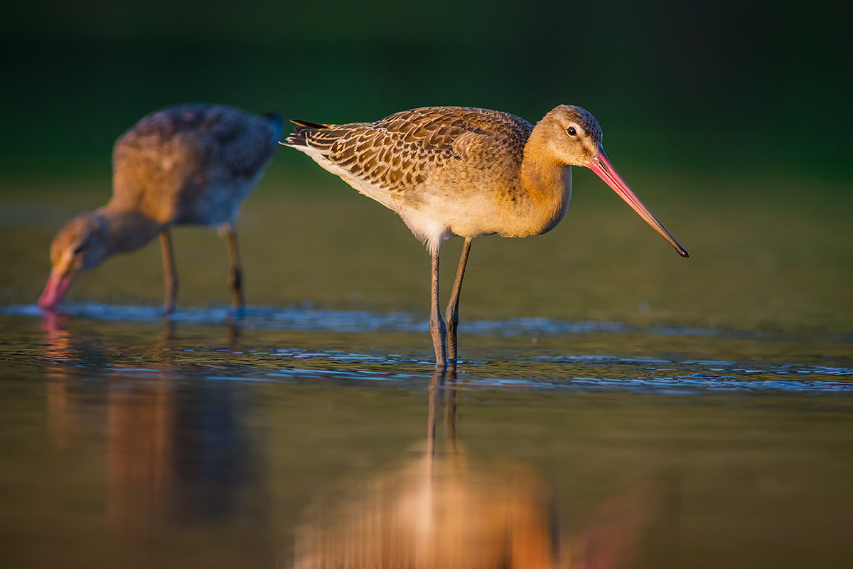 Limosa