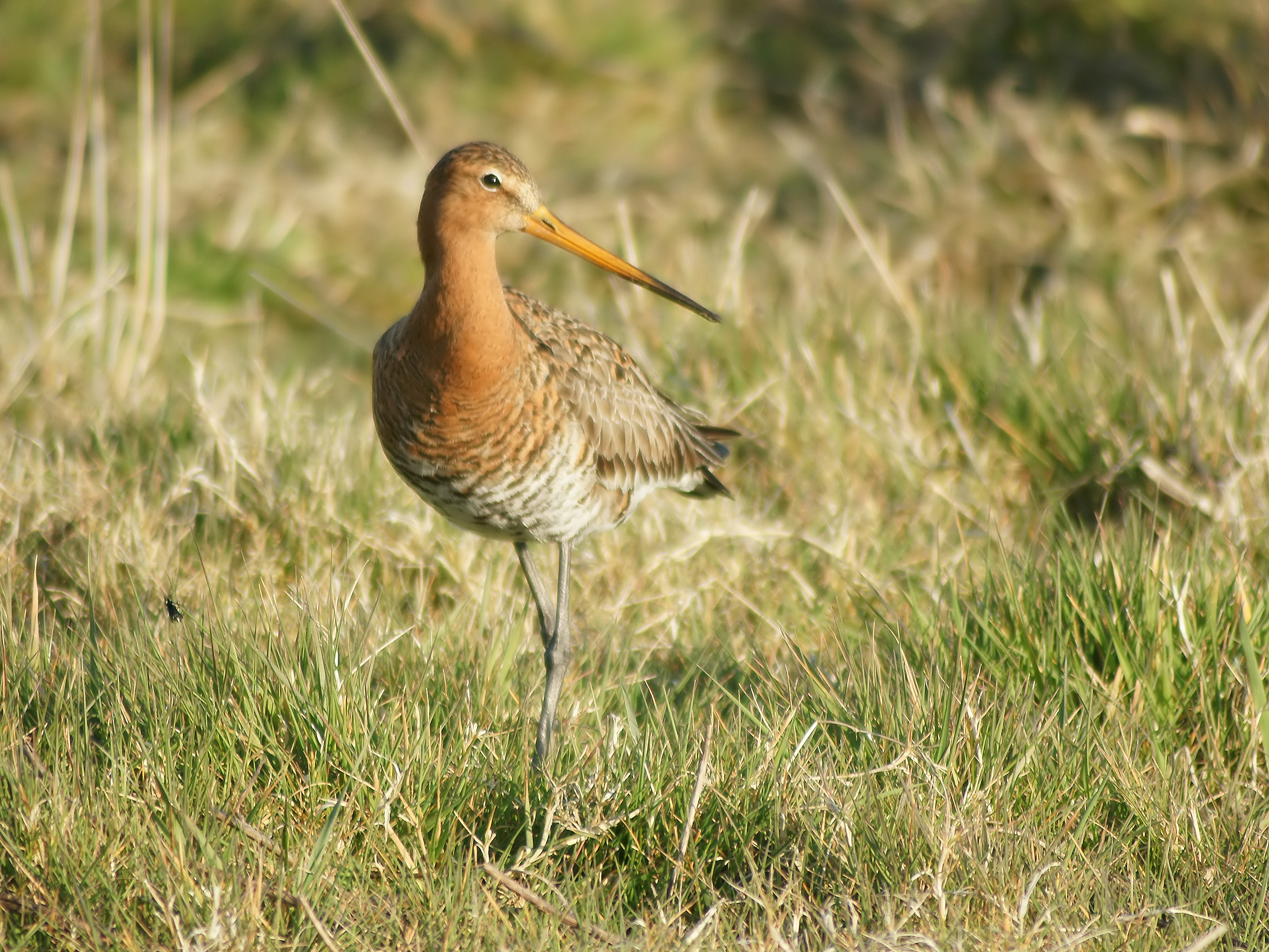 Limosa