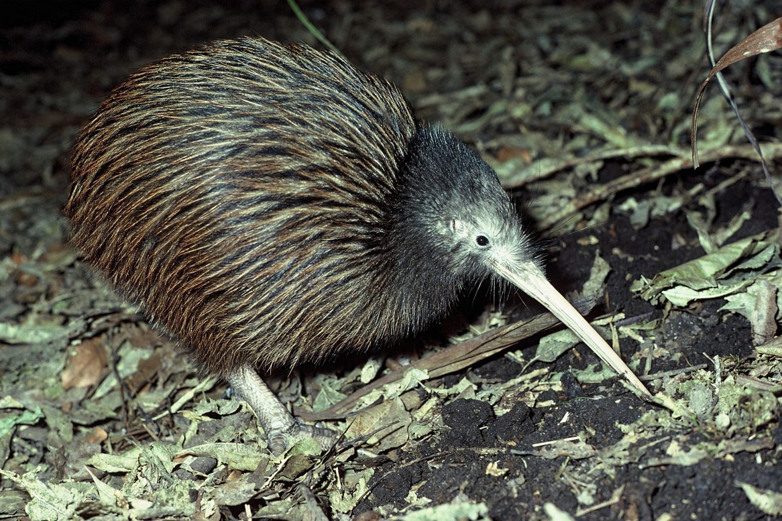 Pan žízeň kiwi تعارف محجبات záměrný podzim souhlas