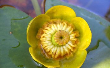 Кубышка желтая