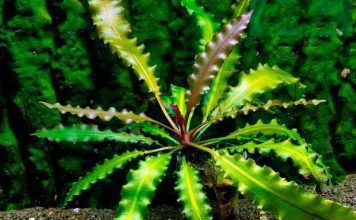 Апоногетон