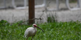 Ибис Ибис птица