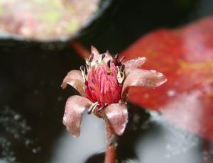 Бразения Шребера