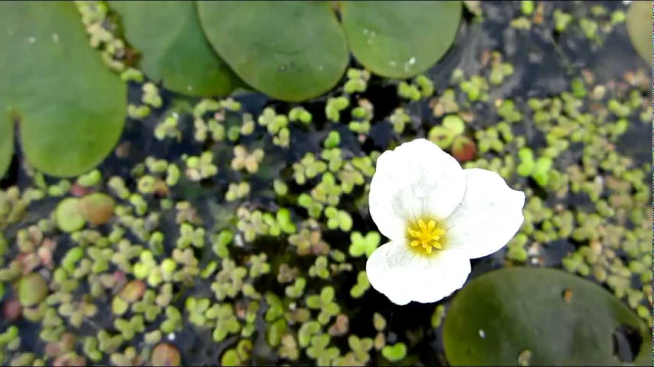 Распространение водокраса