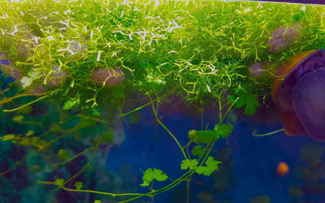 Роголистник