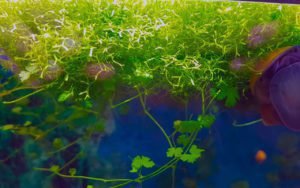 Роголистник