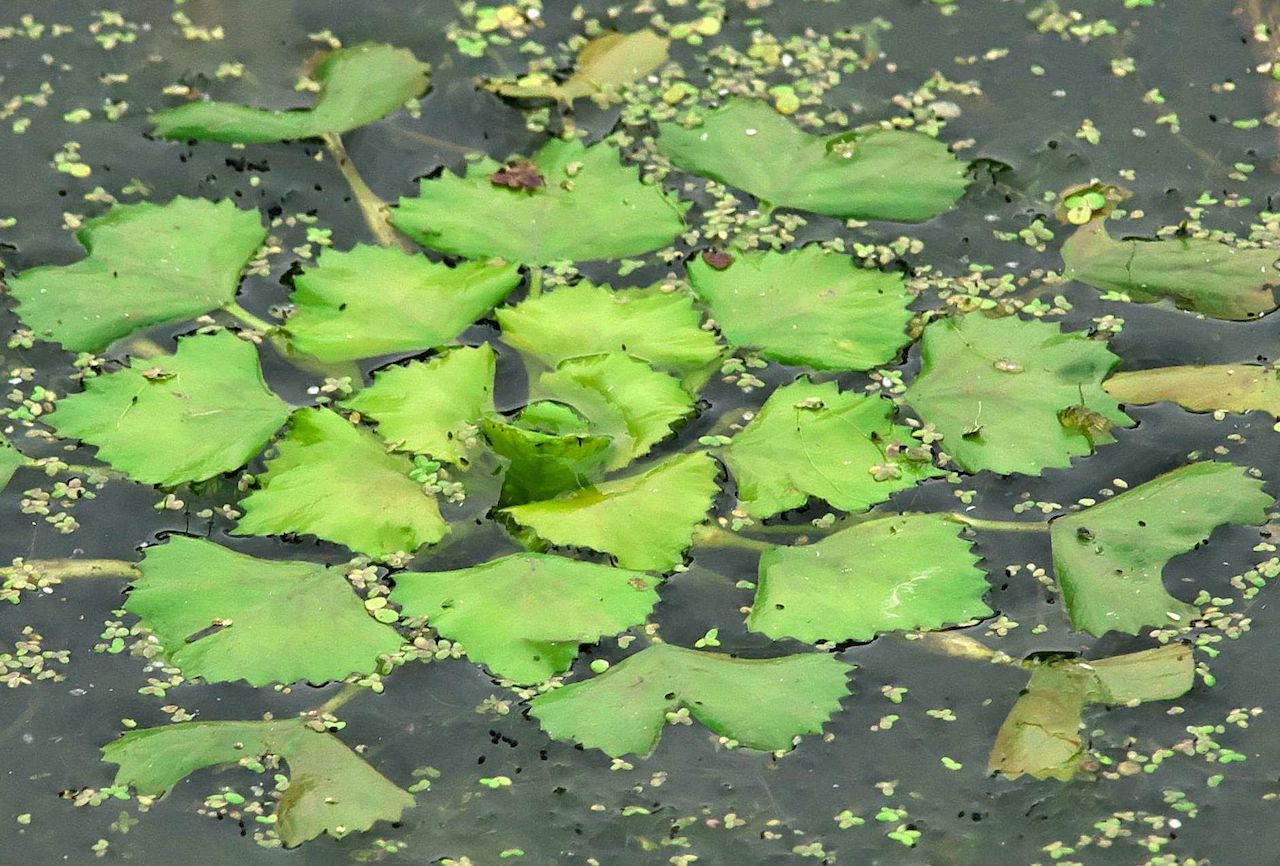 Водяной орех